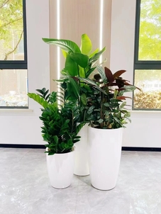 深挖宁波杭州湾花卉租摆设计，营造自然氛围亡